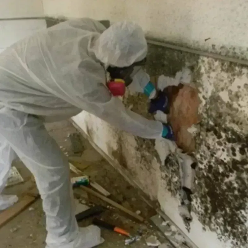 Mold Remediation and Removal in Gentry, AR